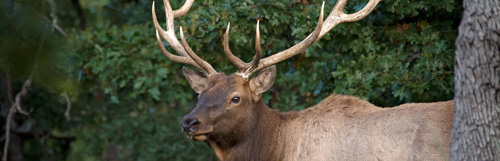 Elk Harvest by Zone Quota Report