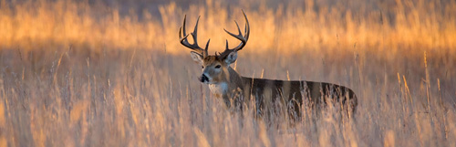 Antlered Deer Harvest Report